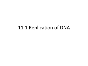 11.1 Replication of DNA