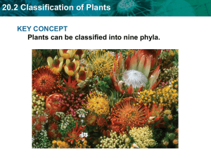 20.2 Classification of Plants