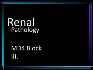 Renal_Pathology 12
