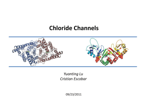 Chloride Ion Channel - FSU Program in Neuroscience