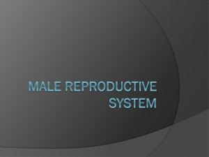 Lab Ex. 59 & 61 Male Reproductive System