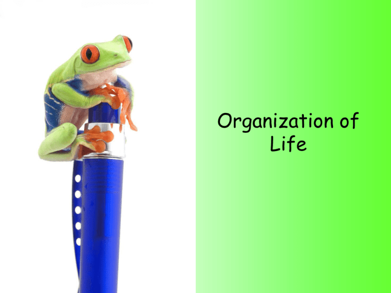 Organization Of Living Things