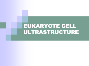 EUKARYOTE CELL ULTRASTRUCTURE