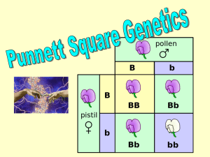 Punnett Square Genetics