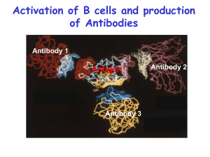 Activation of B lymphocytes and antibody production