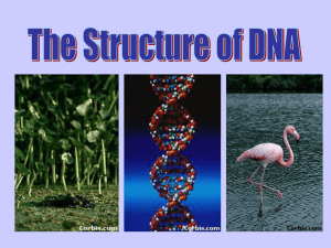 DNA History, Structure, Packaging PPT