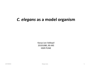 C.ELEGANS-as-a-model-organism
