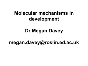 EO5:Molecular mechanisms in development Dr Megan