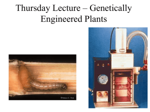 Thursday Lecture – Genetic Modified Plants