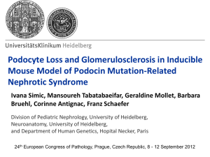 Podocyte Loss and Glomerulosclerosis in Inducible Mouse Model