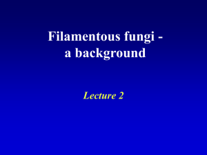 Fungal Lecture 2 PowerPoint file 12MB