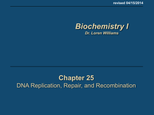 25 DNA Replication - School of Chemistry and Biochemistry