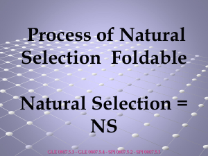 NS Foldable