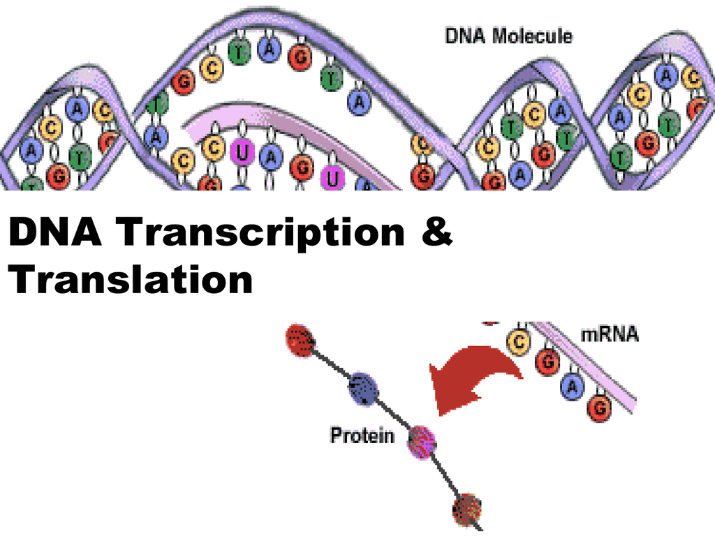 DNA Transcription - Haiku Learning : Login