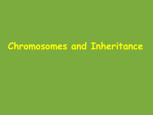 101102 chromosomes and inheritance