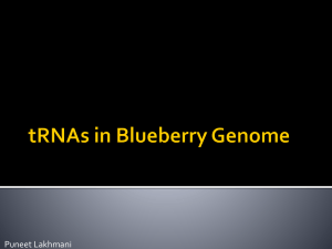 Media:tRNAs - Genomics and Bioinformatics @ Davidson
