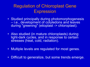 Regulation of Chloroplast Gene Expression