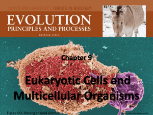 Chapter 9 Eukaryotic Cells and Multicellular Organisms