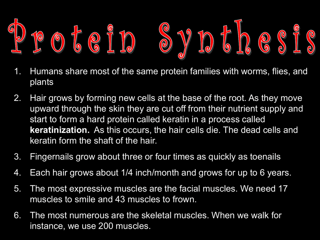 Protein Synthesis Powerpoint