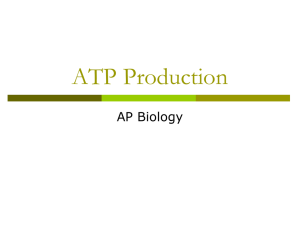 ATP Production