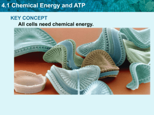 4.1 Chemical Energy and ATP