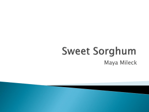 Sweet Sorghum - ucbiotech.org