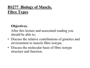 TABLE 10-3 Properties of Skeletal Muscle Fibre Types