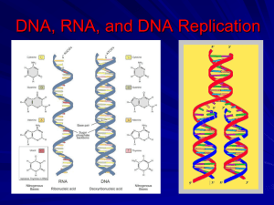 DNA Replication Powerpoint Lesson