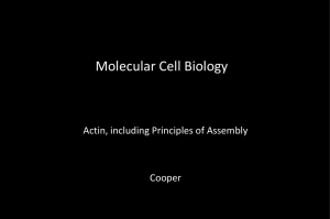 PowerPoint Presentation - Molecular Cell Biology