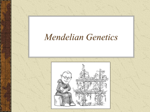 Mendel & His Pea Plants