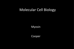 PowerPoint Presentation - Molecular Cell Biology