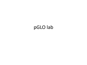 pGLO lab - Fog.ccsf.edu