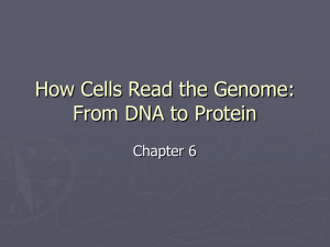 How Cells Read the Genome: From DNA to Protein