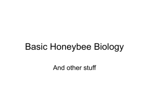 Basic Honeybee Biology - Essex County Beekeepers` Association