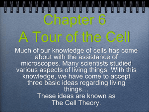 Cells: How their discovery led to the cell theory