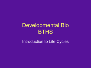 Developmental Bio Dr. Nowicki BTHS