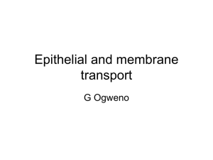 Epithelial and membrane transport