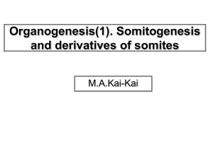 L6 Somites and derivatives