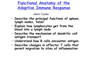 The importance of the immune system