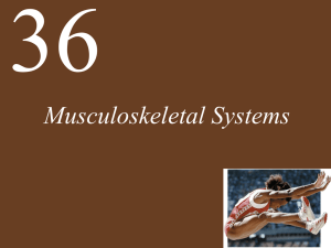 Ch36 Lecture-Musculoskeletal Systems