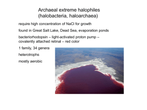 22. Analysis of Haloarchaeal Genomes