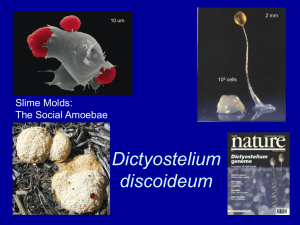 PowerPoint Presentation - Modeling the Organism: The Cell in