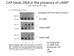 ribbon drawing of the CAP dimer bound to DNA and the two cAMP