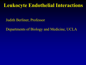 Leukocyte/endothelial interactions are a major event in the
