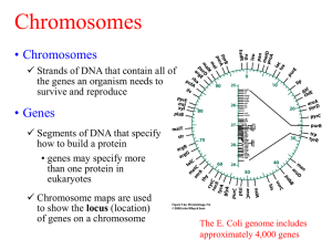 DNA Replication and Protein Synthesis