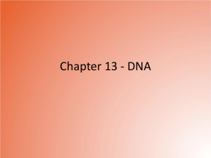 Chapter 13 - DNA