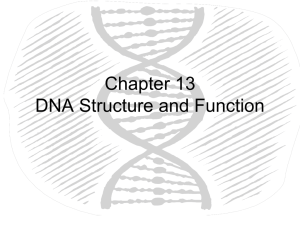Chapter 12 DNA Structure and Function