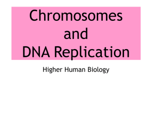Chapter 9 – Chromosomes and DNA Replication