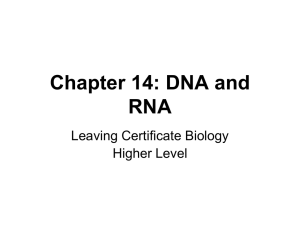 DNA – Structure and Replication