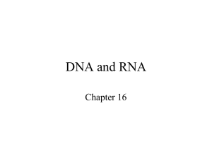 Leaving Cert Biology Presentation on DNA and RNA
